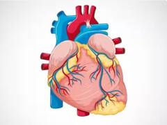 World Heart Day 2023: 29 ਸਤੰਬਰ ਨੂੰ ਕਿਉਂ ਮਨਾਇਆ ਜਾਂਦੈ 'ਵਰਲਡ ਹਾਰਟ ਡੇ', ਜਾਣੋ