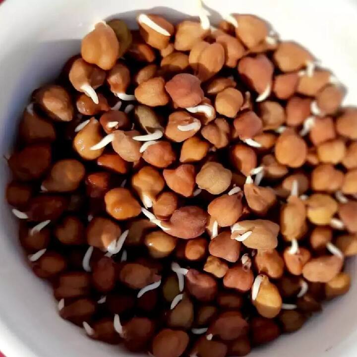 ਕਾਲੇ ਛੋਲਿਆਂ ਨੂੰ ਪ੍ਰੋਟੀਨ ਦਾ ਸਭ ਤੋਂ ਵਧੀਆ ਸਰੋਤ ਮੰਨਿਆ ਜਾਂਦਾ ਹੈ। ਜੇ ਤੁਸੀਂ ਸ਼ਾਕਾਹਾਰੀ ਹੋ ਤਾਂ ਤੁਹਾਨੂੰ ਆਪਣੀ ਡਾਈਟ 'ਚ ਛੋਲਿਆਂ ਨੂੰ ਜ਼ਰੂਰ ਸ਼ਾਮਿਲ ਕਰਨਾ ਚਾਹੀਦਾ ਹੈ।