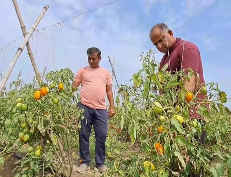 Farmers expressed concern over the fall in tomato prices Agriculture News: 200 રુપિયે કિલો વેંચાતા ટામેટા અચાનક 2 રુપિયે વેંચાવા લાગતા ખેડૂતોને માથે ઓઢીને રોવાનો આવ્યો વારો
