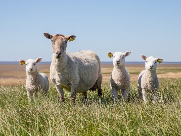 Group of sheep eats 100 kg cannabis start jumping higher than goats behaviour change Sheep Eats Cannabis: भेड़ों ने चट कर ली करीब 100 किलो भांग, फिर लगाने लगे बकरियों से भी ऊंची छलांग