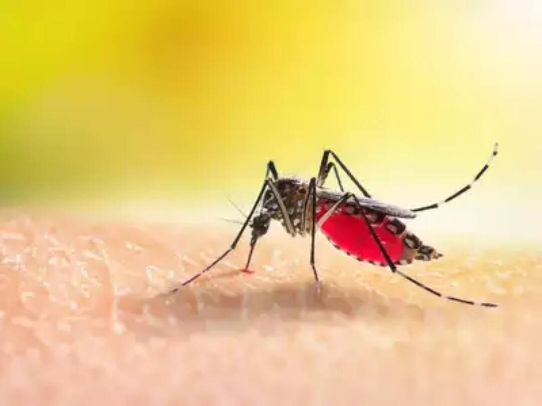 Dengue Fever: தீயாய் பரவும் டெங்கு காய்ச்சல்...4 வயது சிறுமி உயிரிழந்த சோகம்... மக்கள் அதிர்ச்சி Girl suffering from dengue fever and was being treated at Dharmapuri Government Hospital died today Dengue Fever: தீயாய் பரவும் டெங்கு காய்ச்சல்...4 வயது சிறுமி உயிரிழந்த சோகம்... மக்கள் அதிர்ச்சி