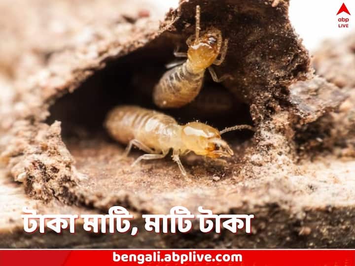 Viral News Moradabad Woman opens Bank locker finds out RS 18 lakh cash eaten by termites Viral News: ঝুঁকি এড়াতে লকারে রেখেছিলেন ১৮ লক্ষ, এক ভুলে মাটি হল গৃহিণীর সব টাকা