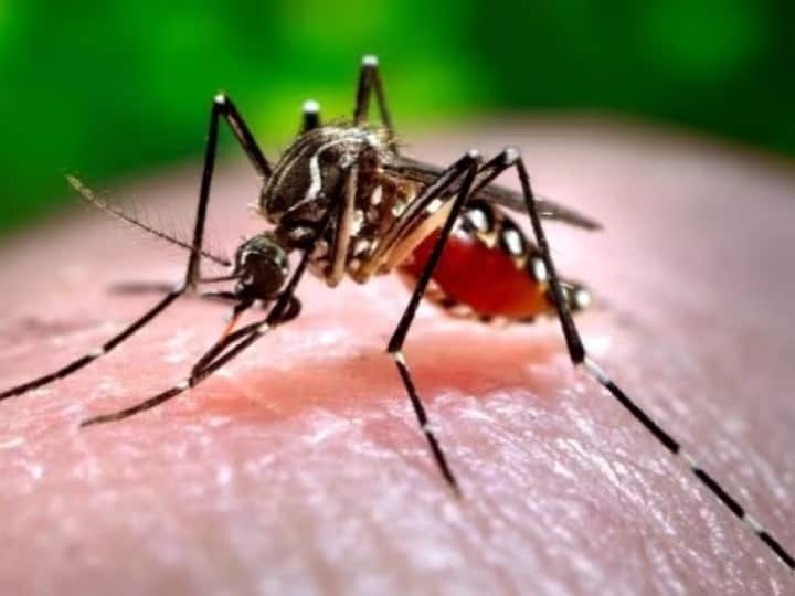 Rajasthan So far 6 deaths due to dengue 1543 cases of malaria Additional Chief Secretary took feedback of situation Ann Rajasthan: डेंगू से अब तक 6 मौतें, मलेरिया के 1543 मामले, अतिरिक्त मुख्य सचिव ने लिया हालात का जायजा