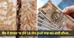 Bank Locker: ਬੈਂਕ ਦੇ ਲਾਕਰ 'ਚ ਰੱਖੇ 18 ਲੱਖ ਰੁਪਏ ਸਾਫ਼ ਕਰ ਗਈ ਦੀਮਕ... ਜੇਕਰ ਕਦੇ ਅਜਿਹਾ ਹੁੰਦਾ ਹੈ ਤਾਂ ਇਸ ਦੀ ਭਰਪਾਈ ਕੌਣ ਕਰੇਗਾ?