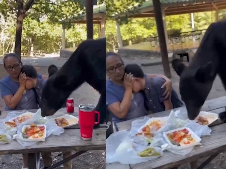 Mexican family celebration was ruined when a young black bear leapt up on to a picnic table-Watch Video Watch Video: பிறந்தநாள் பார்ட்டிக்குள் புகுந்த கரடி.. அரண்டுபோன மக்கள்..உற்சாகமாய் தின்ற கரடி.. இணையத்தில் வைரல்..