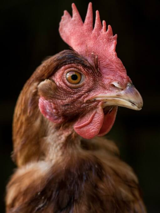 मुर्गी की पॉटी से ऐसे बढ़ाएं फसल की उपज