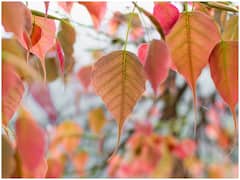 बिना किसी बीज और मिट्टी के दीवार पर पीपल कैसे उग जाता है? ये इसका जवाब