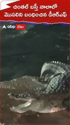 చింతల్ బస్తీ నాలాలో మొసలి, కష్టపడి పట్టుకున్న డీఆర్ఎఫ్ బృందం