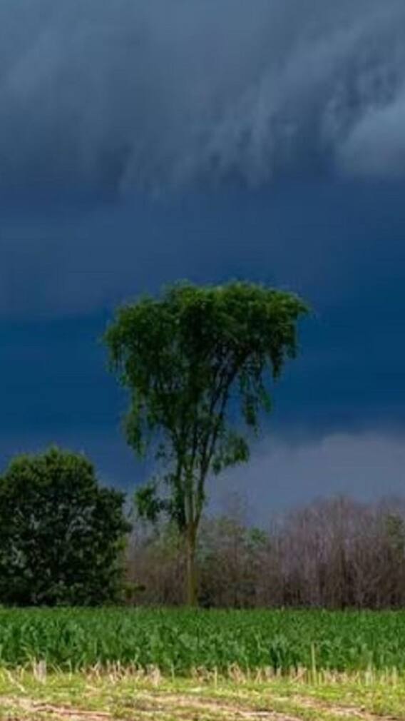 Rain : आज राज्यात कुठं ऑरेंज तर कुठं यलो अलर्ट