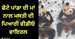 Viral Video: ਮਾਂ ਨਾਲ ਛੋਟੇ ਪਾਂਡਾ ਦੀ ਮਸਤੀ ਦੀ ਇਹ ਪਿਆਰੀ ਵੀਡੀਓ ਦੇਖ ਕੇ ਬਣ ਜਾਵੇਗਾ ਤੁਹਾਡਾ ਦਿਨ
