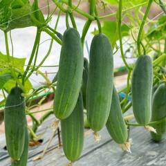 Cucumber: ਖੀਰਾ ਖਾਣ ਨਾਲ ਸਰੀਰ ਨੂੰ ਕੀ ਕੀ ਮਿਲਦੇ ਫਾਇਦੇ, ਜਾਣ ਕੇ ਹੋ ਜਾਵੋਗੇ ਹੈਰਾਨ