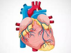 World Heart Day 2023: 29 સપ્ટેમ્બરના રોજ કેમ ઉજવવામાં આવે છે 'વર્લ્ડ હાર્ટ ડે', જાણો આ વર્ષની થીમ?