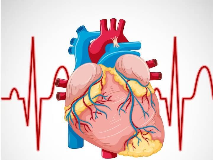 ईसीजी एक नॉन इंवेसिव टेस्ट है जो आपके हृदय की गति को मापती है. इसमें आपकी छाती, बांहों और पैरों पर इलेक्ट्रोड लगाए जाते हैं, जिन्हें बाद में एक मशीन से जोड़ा जाता है जो आपके हृदय की धड़कन को रिकॉर्ड करती है. ईसीजी ट्रेसिंग में दिल की धड़कन, हार्ट बीट, और फंक्शन ठीक से कर रहा है कि यह सभी जानकारी ईसीजी से मिल जाती है. कई डॉक्टर्स या हेल्थ एक्सपर्ट का मानना है कि जो हाई बीपी के मरीज है उन्हें ईसीजी जरूर करवाना चाहिए. लेकिन यह जरूरी नहीं है कि टेस्ट कराने से आप इस बीमारी से बच सकते हैं.