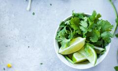 Benefits Of Coriander Leaves : कोथिंबीरीच्या पानांमध्ये आहेत अनेक औषधी गुणधर्म , याचे नियमित सेवन केल्यास मिळतील असंख्य फायदे