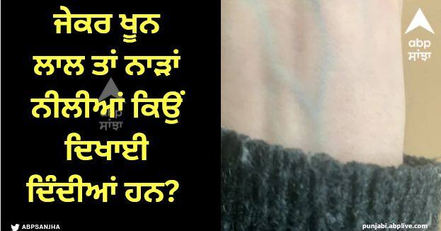 what color is healthy blood should you be worried if veins are blue Viral News: ਜੇਕਰ ਖੂਨ ਲਾਲ ਤਾਂ ਨਾੜਾਂ ਨੀਲੀਆਂ ਕਿਉਂ ਦਿਖਾਈ ਦਿੰਦੀਆਂ ਹਨ? ਮੈਡੀਕਲ ਸਾਇੰਸ ਕੀ ਕਹਿੰਦੀ ਹੈ?