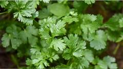 Benefits Of Coriander Leaves : कोथिंबीरीच्या पानांमध्ये आहेत अनेक औषधी गुणधर्म , याचे नियमित सेवन केल्यास मिळतील असंख्य फायदे