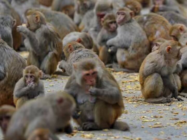Dehradun 15 monkeys Dead Body Found in Doiwala Area Forest Department lodged FIR ANN Uttarakhand News: देहरादून में 15 बंदरों का शव मिलने से हड़कंप, विसरा रखा गया सुरक्षित, वन विभाग ने दर्ज कराई FIR