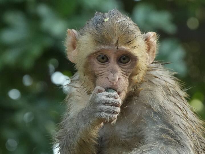Uttarakhand 17 monkeys died in suspicious condition near Manimai temple in dehradun ann Dehradun News: देहरादून में मणिमाई मंदिर के पास 17 बंदरों की संदिग्ध मौत से हड़कंप, जहर देकर मारने की आशंका