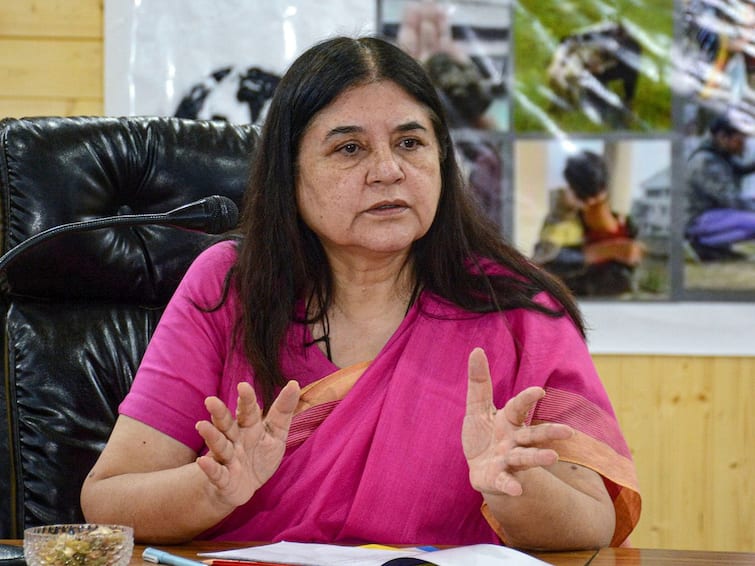 iskcon sends rs 100 crore defamation notice bjp mp maneka gandhi cow sell to butchers comment ISKCON Sues Maneka Gandhi For Rs 100 Cr Over 'Sells Cows To Butchers' Remark