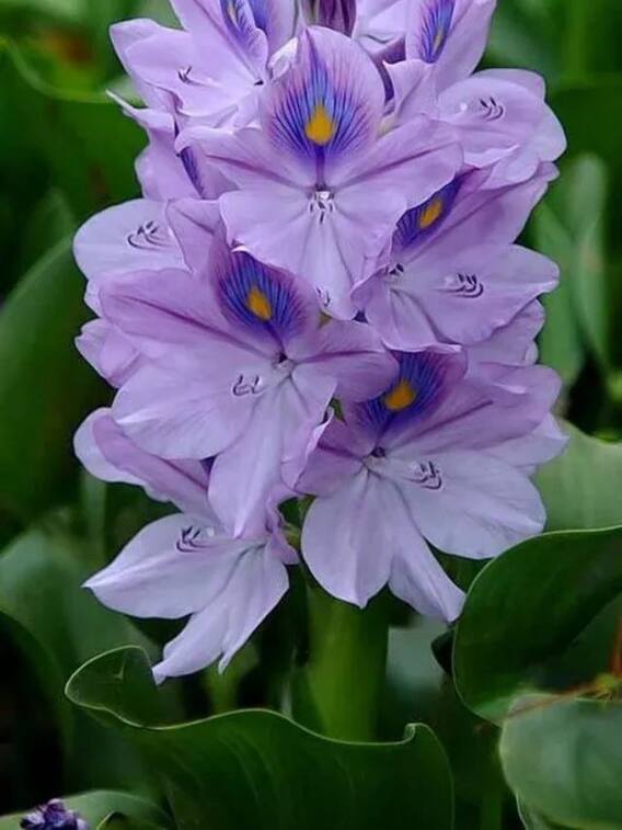 इन 10 बीमारियों के लिए वरदान है पानी में उगने वाला ये पौधा