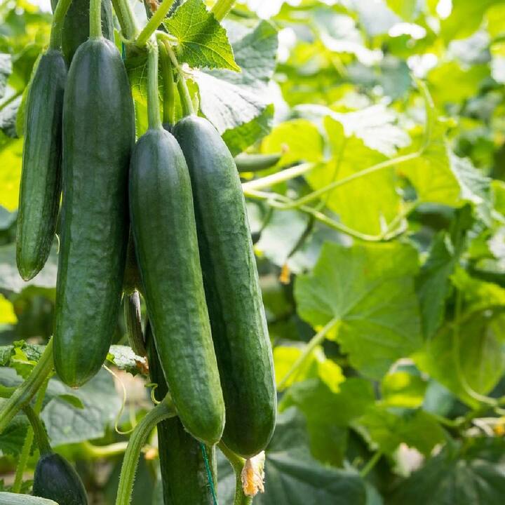 Cucumber: ਖੀਰਾ ਖਾਣ ਨਾਲ ਸਰੀਰ ਨੂੰ ਕੀ ਕੀ ਮਿਲਦੇ ਫਾਇਦੇ, ਜਾਣ ਕੇ ਹੋ ਜਾਵੋਗੇ ਹੈਰਾਨ