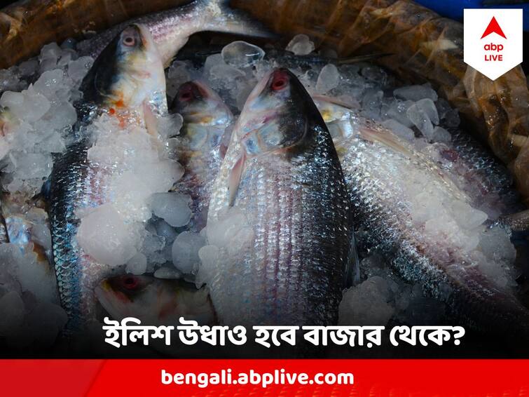 Small Hilsa Caught & Sold In Huge Scale In Bengal Fish Market Can Cause Crisis In Future, Question Raised Hilsa : দেদার ধরা হচ্ছে খোকা ইলিশ, বিক্রিও দারুণ ! পরিণাম ভয়ঙ্কর, আশঙ্কায় মৎস্য ব্যবসায়ীরা