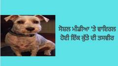 Viral Photo : ਸੋਸ਼ਲ ਮੀਡੀਆ 'ਤੇ ਵਾਇਰਲ ਹੋਈ ਇੱਕ ਕੁੱਤੇ ਦੀ ਤਸਵੀਰ, ਕੀ ਹੈ ਕਾਰਨ ਜਾਣ ਕੇ ਰਹਿ ਜਾਓਗੇ ਹੈਰਾਨ