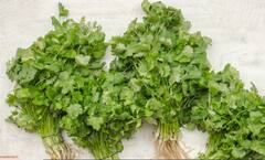 Benefits Of Coriander Leaves : कोथिंबीरीच्या पानांमध्ये आहेत अनेक औषधी गुणधर्म , याचे नियमित सेवन केल्यास मिळतील असंख्य फायदे
