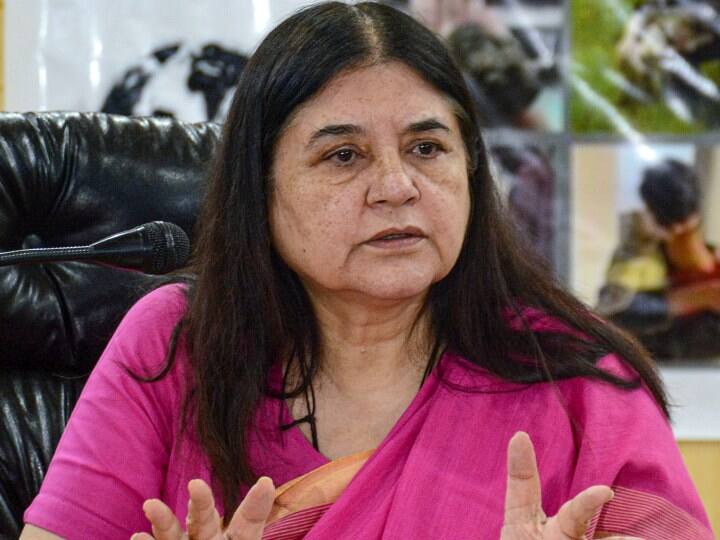 Maneka Gandhi Vs ISKCON Krishna Consciousness Sends Defamation Notice to BJP MP over cows selling to butchers remarks Maneka Gandhi Remarks: मेनका गांधी को ISKCON ने 100 करोड़ का मानहानि नोटिस भेजा, कहा- 'न्याय की तलाश में...'