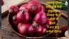 Onions Used In Nuclear Test: ਪਰਮਾਣੂ ਪ੍ਰੀਖਣ ਲਈ ਗੰਢੇ ਕਿਉਂ ਜ਼ਰੂਰੀ? ਪੋਖਰਣ 'ਚ ਵੀ ਕੀਤੀ ਸੀ ਵਰਤੋਂ, ਜਾਣ ਕੇ ਹੋ ਜਾਓਗੇ ਹੈਰਾਨ!