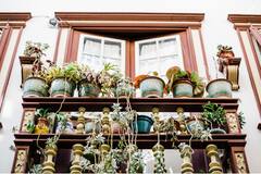 Plants Care Tips :  सूर्यप्रकाश बाल्कनीत येत नाही, त्यामुळे झाडे खराब होत आहेत का? 'हे' उपाय करून पाहा, झाडे नेहमी हिरवीगार राहतील