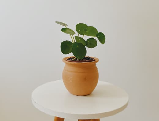 मनी प्लांट प्लास्टिकच्या बाटलीत किंवा भांड्यात लावू नका. मनी प्लांट लावण्यासाठी  मातीचे भांडे किंवा काचेच्या वस्तू वापरा.