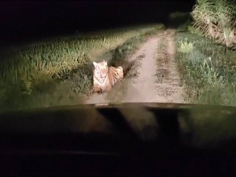 Tiger Spotted Roaming In Sugarcane Field At Night In UP's Lakhimpur Kheri. Watch Tiger Spotted Roaming In Sugarcane Field At Night In UP's Lakhimpur Kheri. Watch