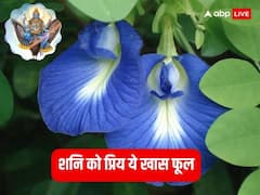 शनि देव और भगवान विष्णु को प्रिय है ये खास फूल, आर्थिक तंगी दूर करते हैं इससे जुड़े उपाय