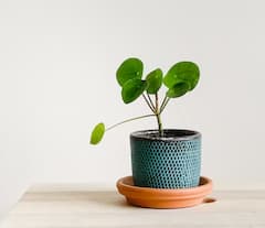 Vastu Tips for Money Plant : घरात मनी प्लांट लावताना ‘या’ चूका कधीच करू नका, नाहीतर होईल मोठे नुकसान