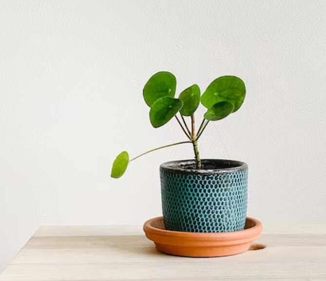 वास्तुशास्त्रात अनेक झाडे घरासाठी शुभ मानली जातात. ही रोपे घरी  लावल्याने सकारात्मक ऊर्जेचा प्रवाह वाढतो आणि सुख-समृद्धी येते. मनी प्लांटबद्दल  बोलायचे तर, ही एक अशी वनस्पती आहे जी भरपून संपत्ती देऊ शकते.  असे मानले जाते की ज्या घरात हे रोप असते त्या घरात कधीही पैशाची कमतरता  नसते. म्हणूनच बरेच लोक ते घरी लावतात. मनी प्लांट घर आणि बाल्कनीचे सौंदर्य  देखील वाढवते आणि त्याची देखभाल करणे देखील खूप सोपे आहे.