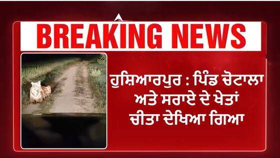 Hoshiarpur : ਪਿੰਡ ਚੋਟਾਲਾ ਅਤੇ ਸਰਾਏ ਦੇ ਖੇਤਾਂ ਚੀਤਾ,ਪਿੰਡਾਂ 'ਚ ਡਰ ਦਾ ਮਾਹੌਲ