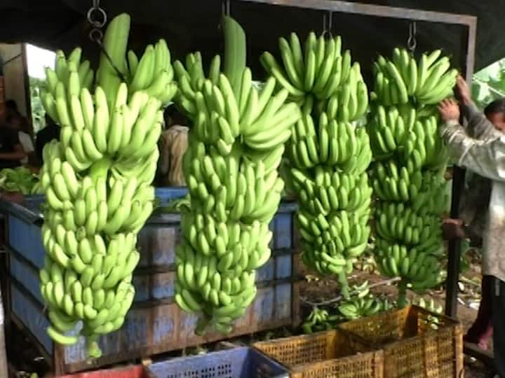 Agriculture News Sangola farmer gets higher price for banana than export earns Rs. 5.5 crore in first attemp Agriculture News : सांगोल्याच्या जिगरबाज शेतकऱ्याने केळीला मिळवला एक्स्पोर्टपेक्षा जास्त दर, पहिल्याच प्रयत्नात घेतलं सव्वा पाच कोटींचं उत्पन्न