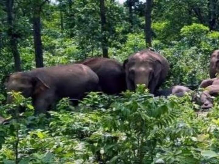 Raigarh Forest department made a plan to deal with elephants Chhattisgarh News aNN Chhattisgarh: रायगढ़ में हाथियों से निपटने के लिए वन विभाग ने बनाया प्लान, अब घर बैठे एक क्लिक पर जंगल में भागेंगे हाथी