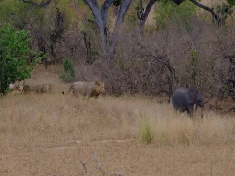 Baby Elephant Wanders Away, Narrowly Escapes Group Of Lions Baby Elephant Wanders Away, Narrowly Escapes Group Of Lions