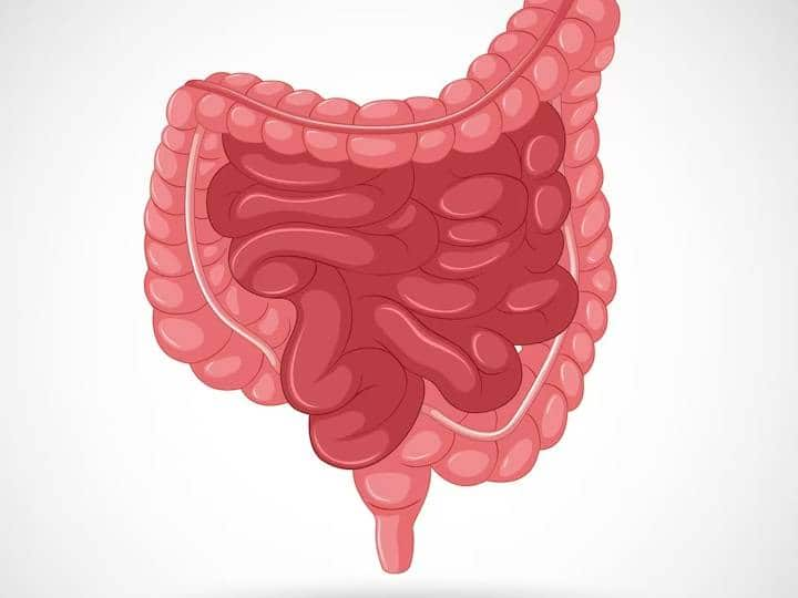 हमारे पाचन तंत्र में अगर किसी भी तरह की गड़बड़ी होती है तो इसका नुकसान पूरे शरीर को उठाना पड़ता है.