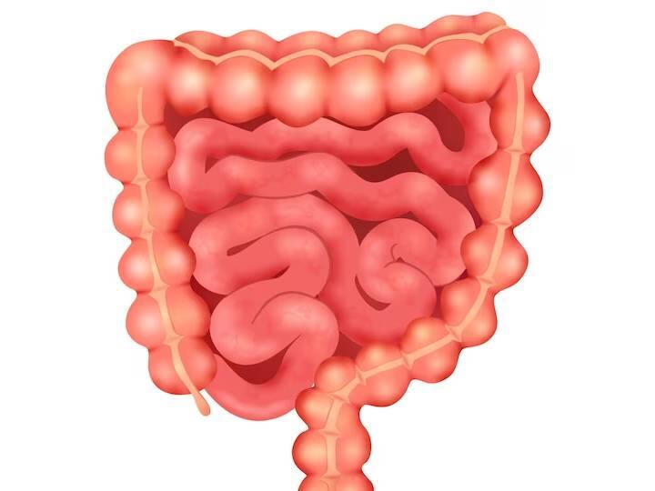 Small Intestine Problems Causes Remedies Treatment | Health Tips: आंत ...