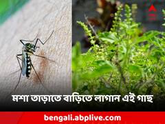 Mosquito Problem: নিত্যদিন ঘরে মশার উপদ্রব! বাড়িতে এই ৫ গাছ থাকলে নিশ্চিন্ত