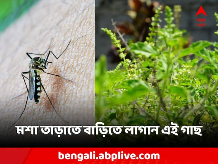 এমন পাঁচটি গাছ আছে যেগুলো বাড়িতে লাগেলে মশা থেকে নিষ্কৃতি পেতে পারেন?