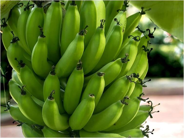 Eat Green Banana Will Keep Away From Colon Cancer Green Banana: పచ్చి అరటి పండు తినడం వల్ల ఈ క్యాన్సర్ రాకుండా కాపాడుకోవచ్చా?
