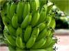 Green Banana: పచ్చి అరటి పండు తినడం వల్ల ఈ క్యాన్సర్ రాకుండా కాపాడుకోవచ్చా?