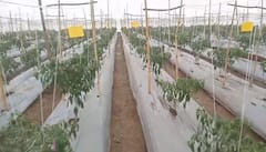 ही कसली दुश्मनी! अज्ञातानं कापली मिरचीची झाडे; शेतकऱ्याला तब्बल पाच लाखांचा फटका