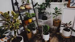 Plants Care Tips :  सूर्यप्रकाश बाल्कनीत येत नाही, त्यामुळे झाडे खराब होत आहेत का? 'हे' उपाय करून पाहा, झाडे नेहमी हिरवीगार राहतील