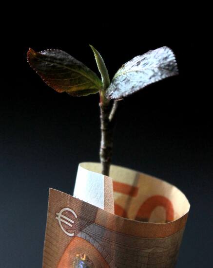 मनी प्लांट हा एक वेल आहे. लक्षात ठेवा की तो वेल जमिनीला स्पर्श करू नये,