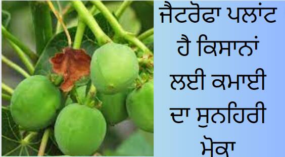 Jatropha plant is a golden opportunity for farmers to earn Jatropha plant : ਜੈਟਰੋਫਾ ਪਲਾਂਟ ਹੈ ਕਿਸਾਨਾਂ ਲਈ ਕਮਾਈ ਦਾ ਸੁਨਹਿਰੀ ਮੋਕਾ